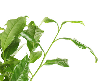 Photo of Green leaves of tea plant on white background