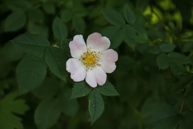 Photo of Beautiful blooming rose hip flower on bush outdoors, closeup