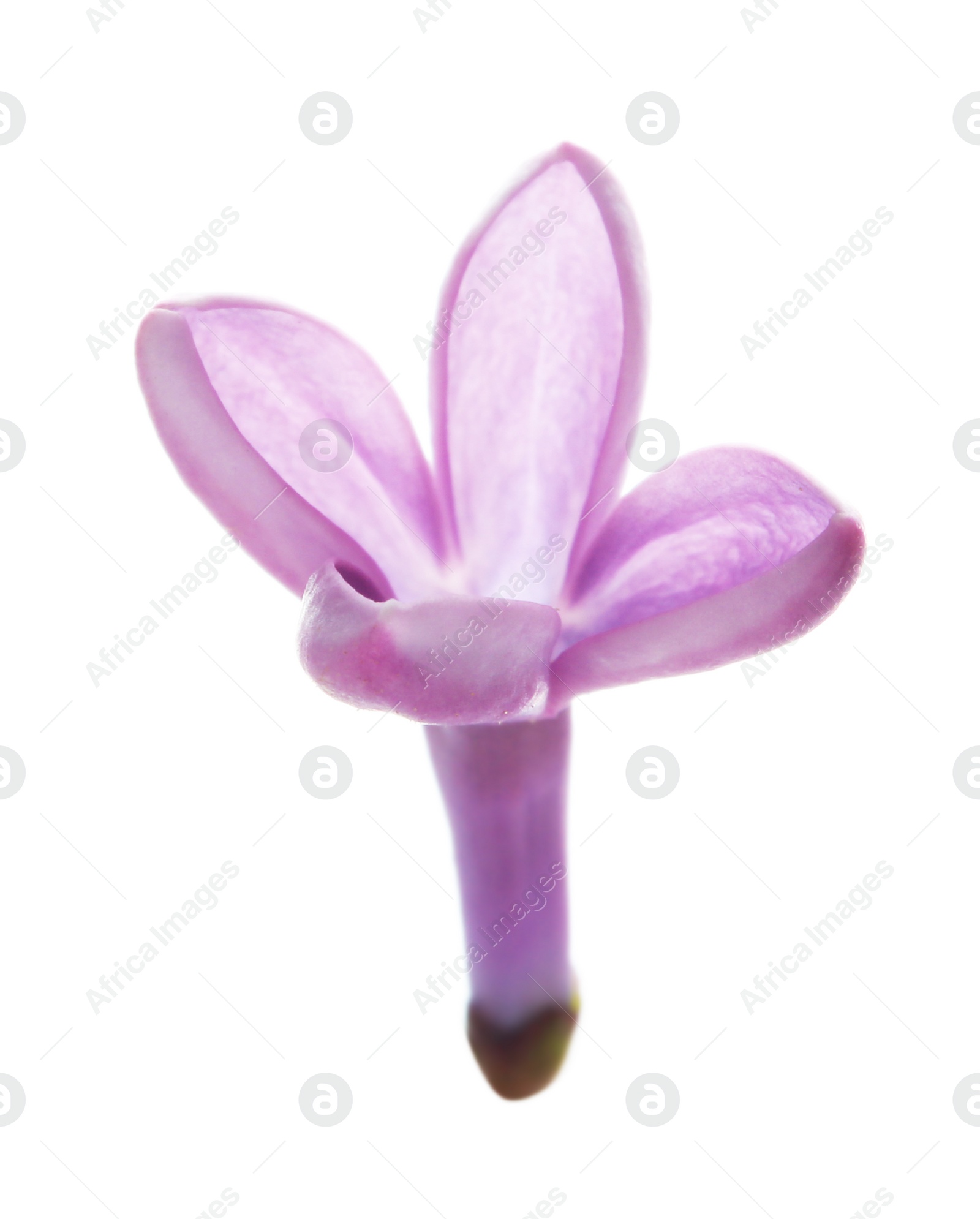 Photo of Beautiful purple lilac flower on white background