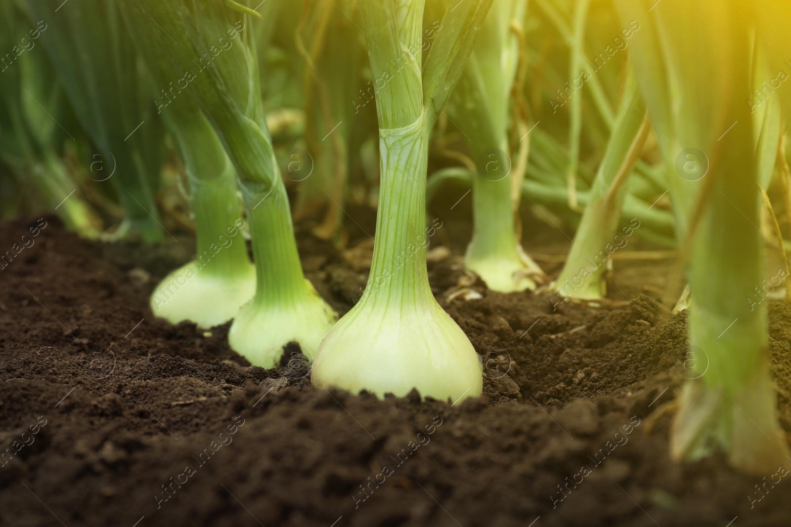 Photo of Green onions growing in field, closeup. Harvest season