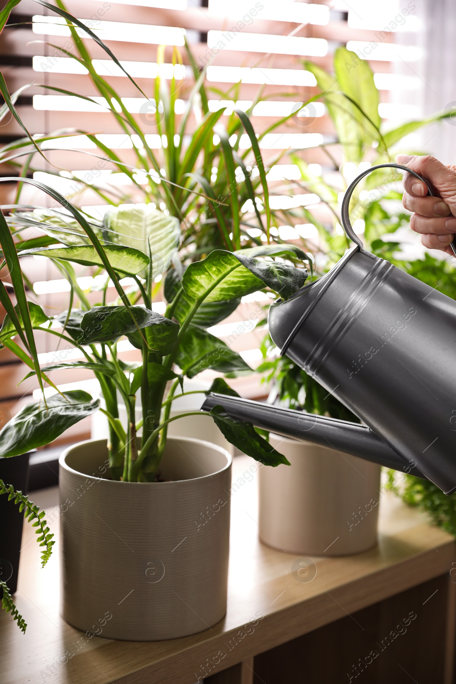 Photo of Woman watering plants near window at home, closeup