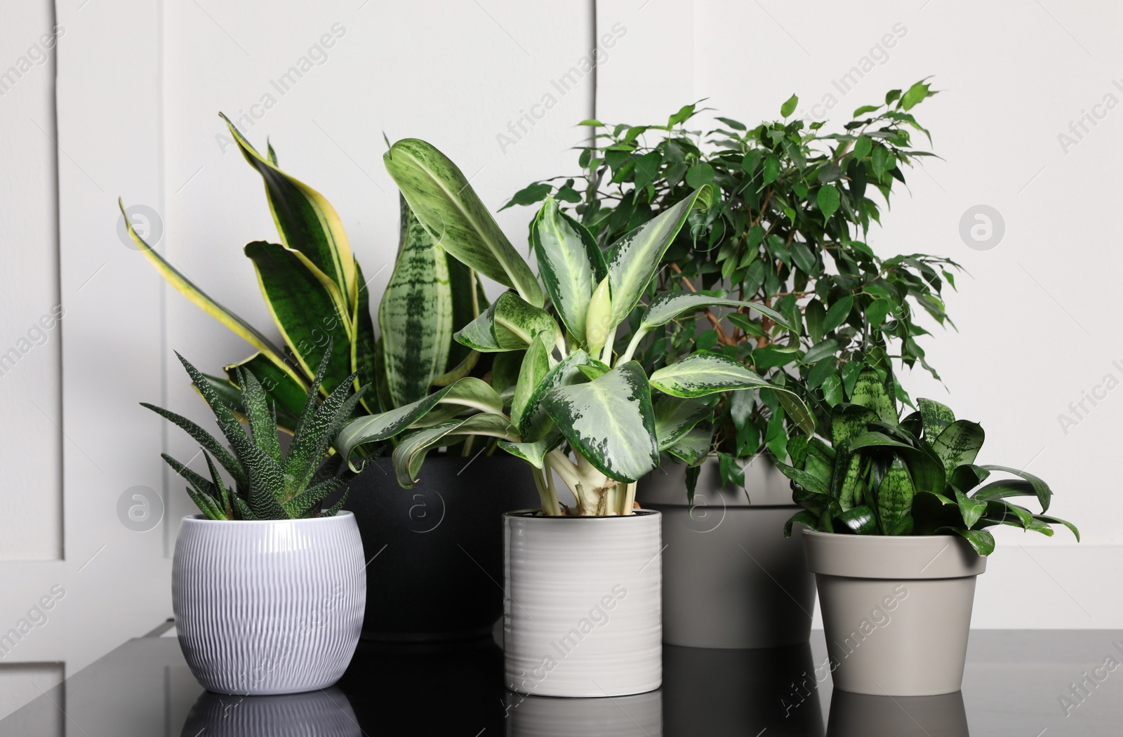 Photo of Many houseplants on black table near white wall