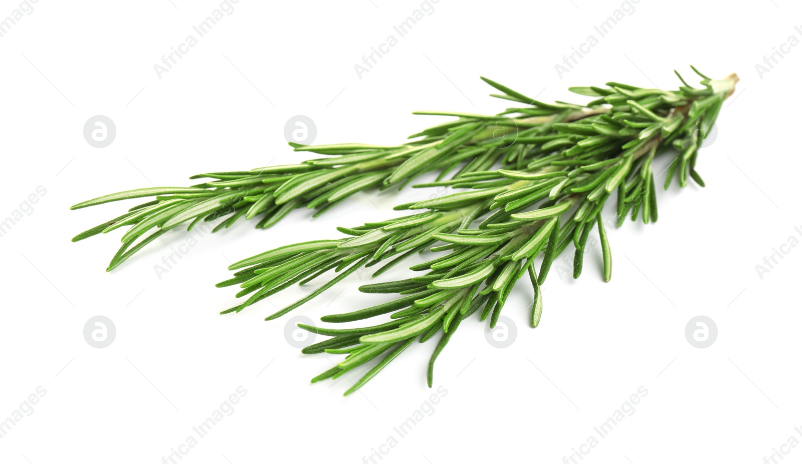 Photo of Fresh green rosemary isolated on white. Aromatic herb