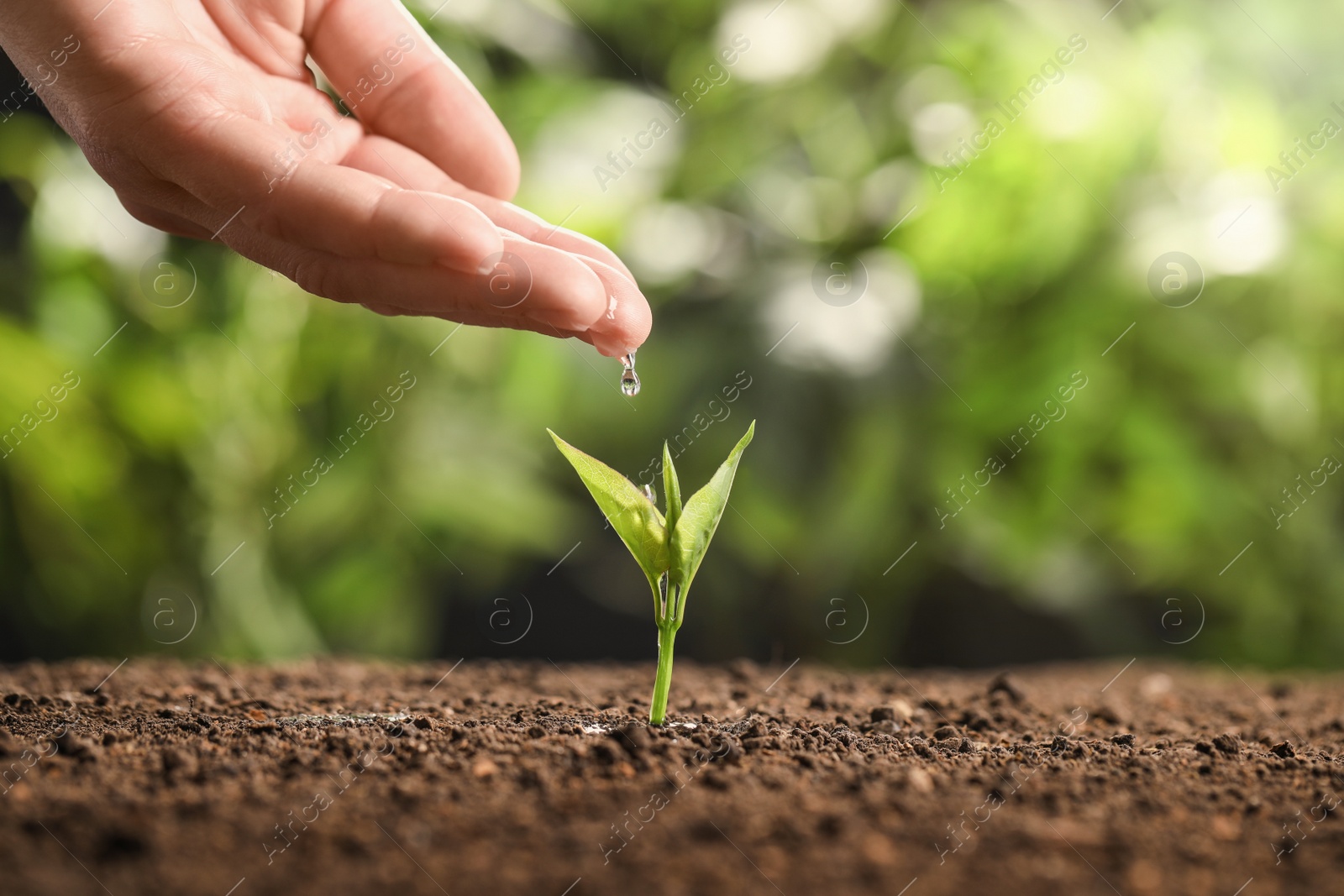 Photo of Farmer pouring water on young seedling in soil against blurred background, closeup. Space for text