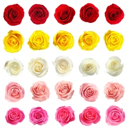 Image of Set of different roses on white background