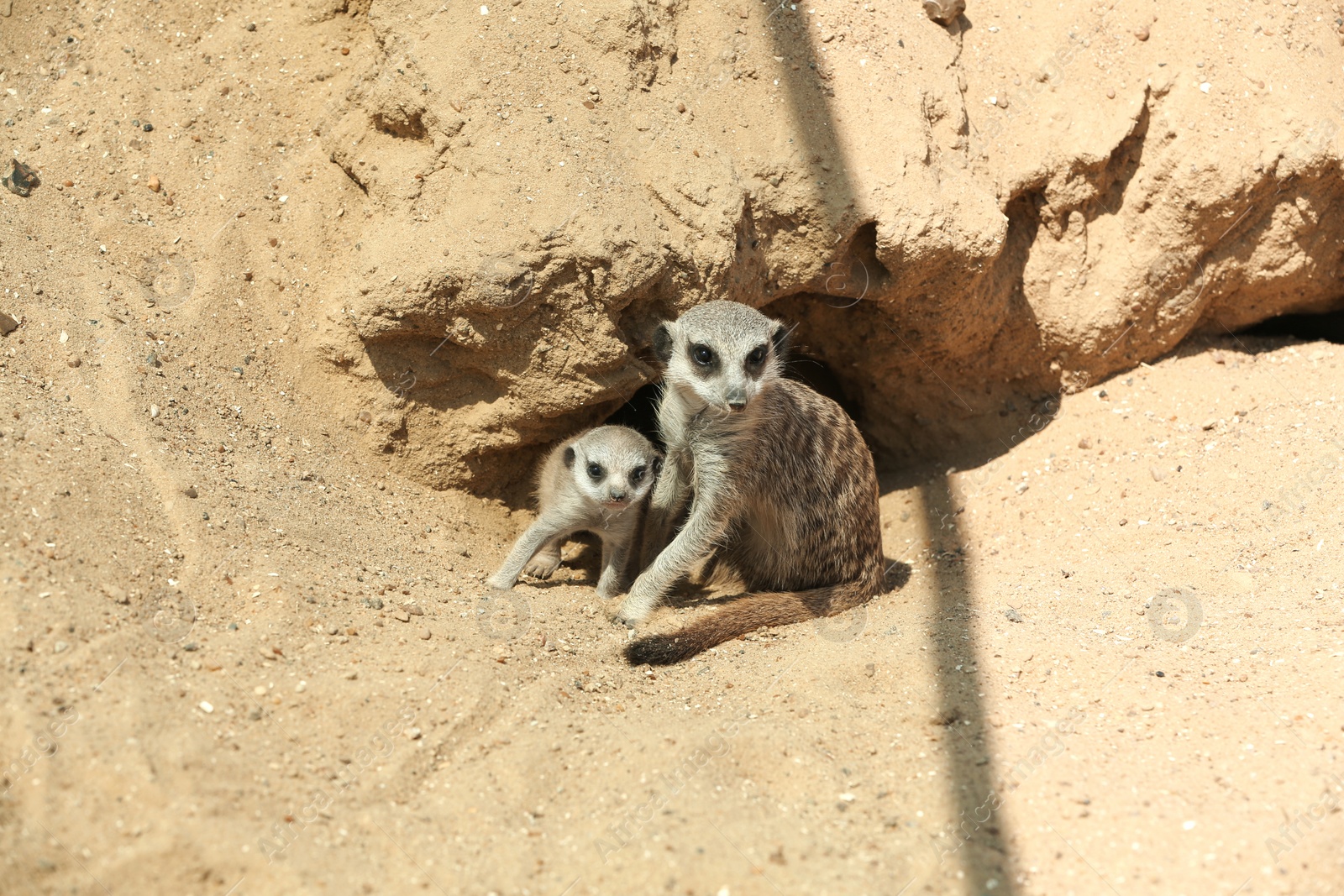 Photo of Cute meerkats at enclosure in zoo on sunny day