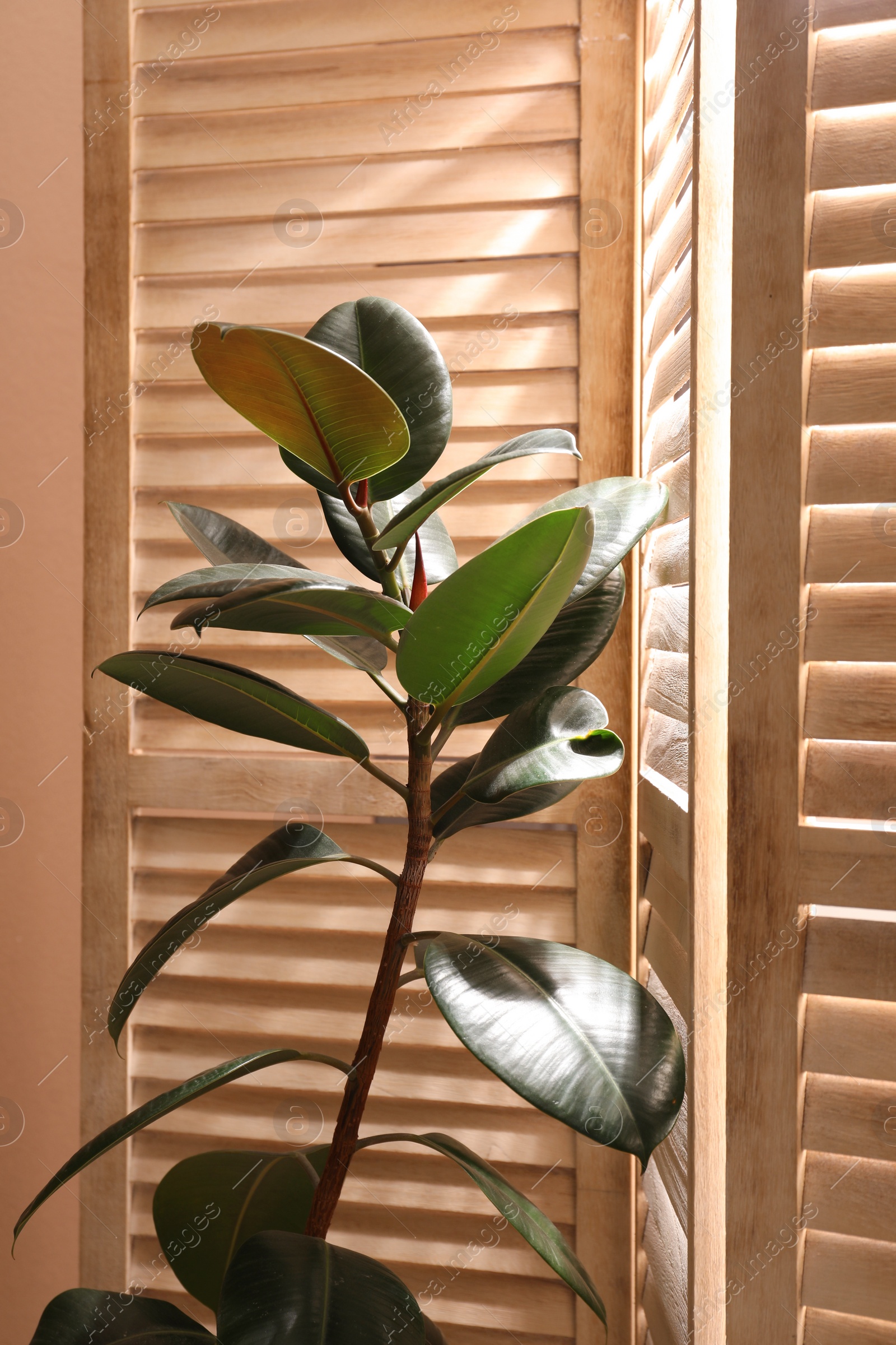 Photo of Beautiful Ficus elastica plant near folding screen indoors