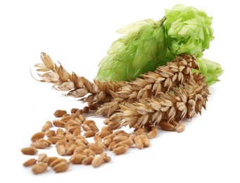 Fresh green hops, wheat spikes and grains on white background
