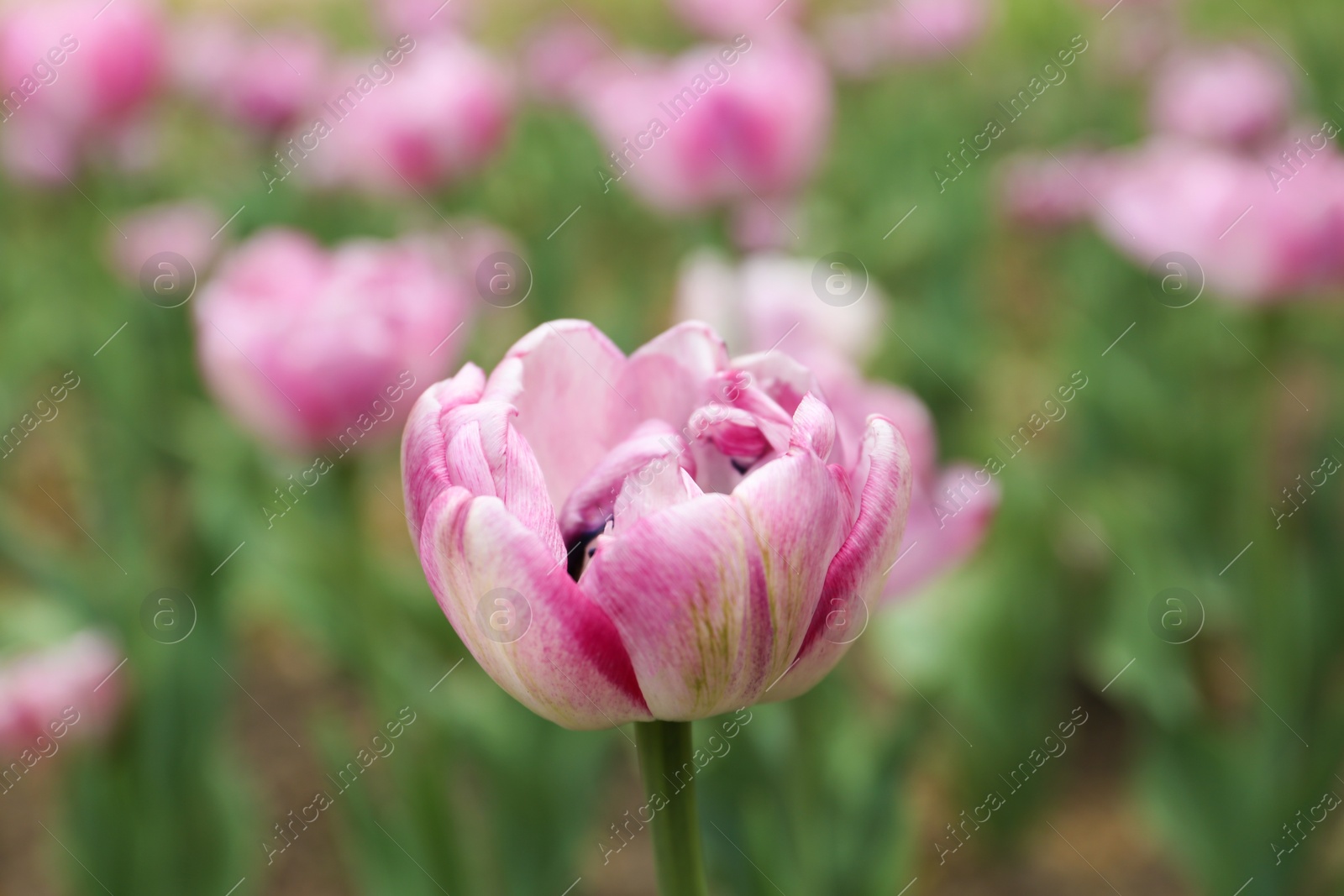 Photo of Beautiful blooming tulip outdoors on spring day