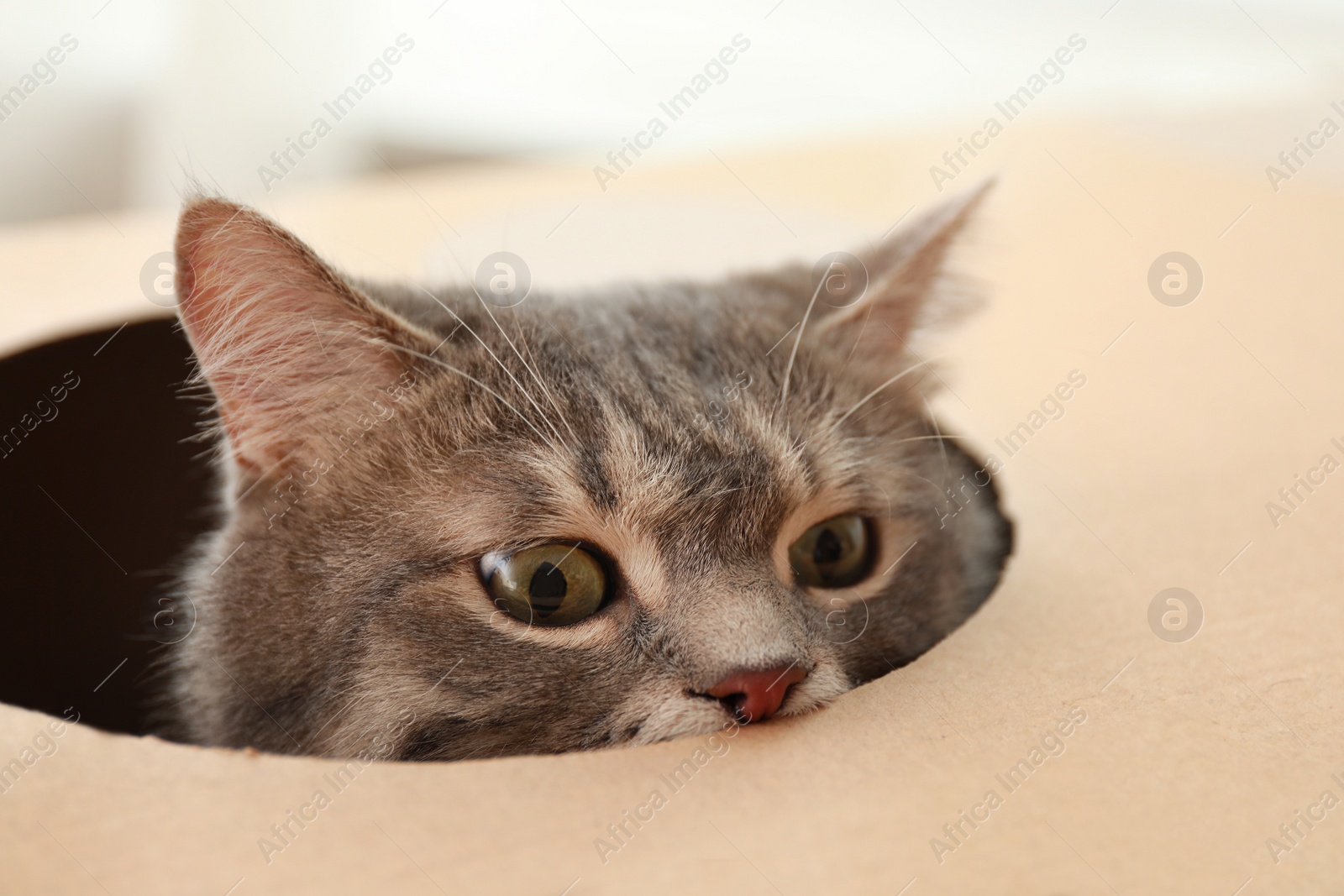 Photo of Cute grey tabby cat looking out of cardboard box at home, closeup
