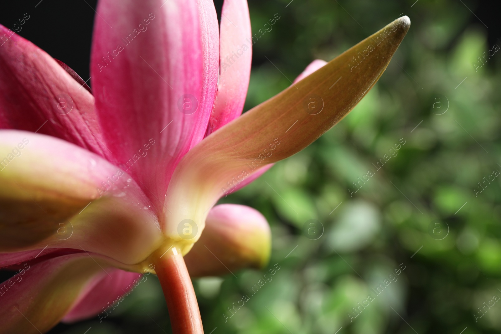 Photo of Beautiful pink lotus flower on blurred green background, closeup