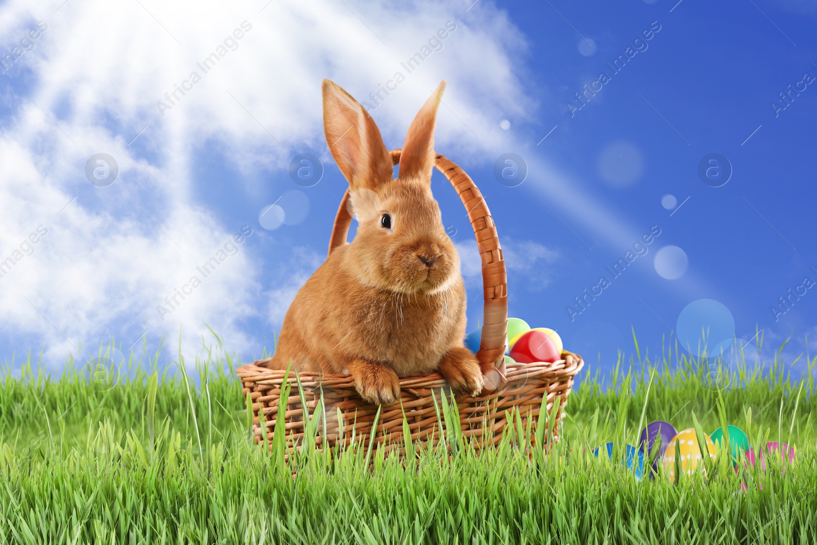 Image of Cute bunny in wicker basket and colorful Easter eggs on green grass outdoors