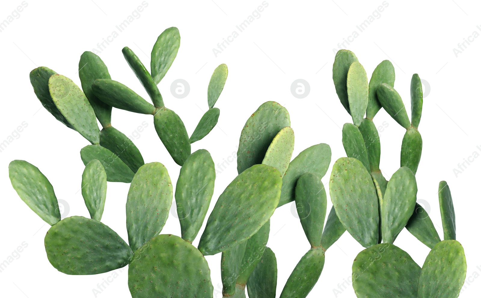 Image of Beautiful big green cactus on white background