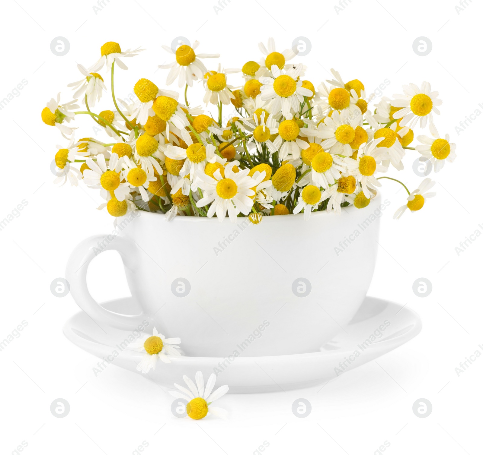 Photo of Aromatic herbal tea in cup with chamomile flowers isolated on white