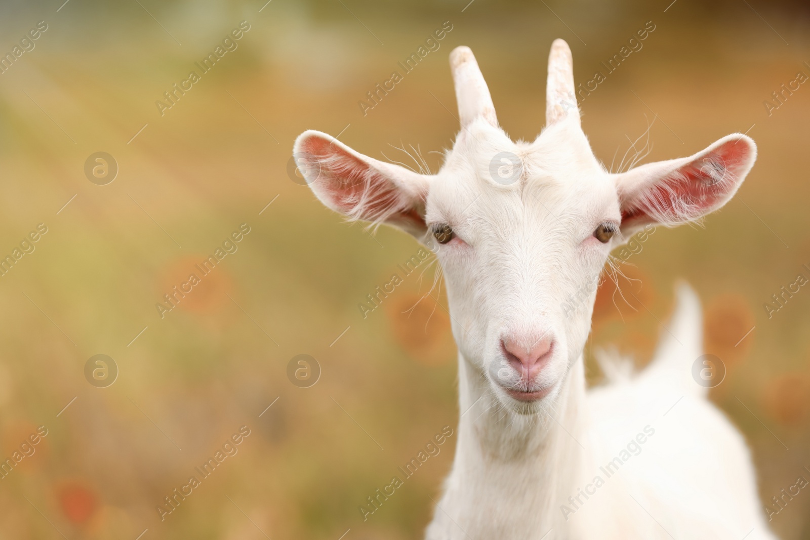 Photo of Cute goat in field, space for text. Animal husbandry