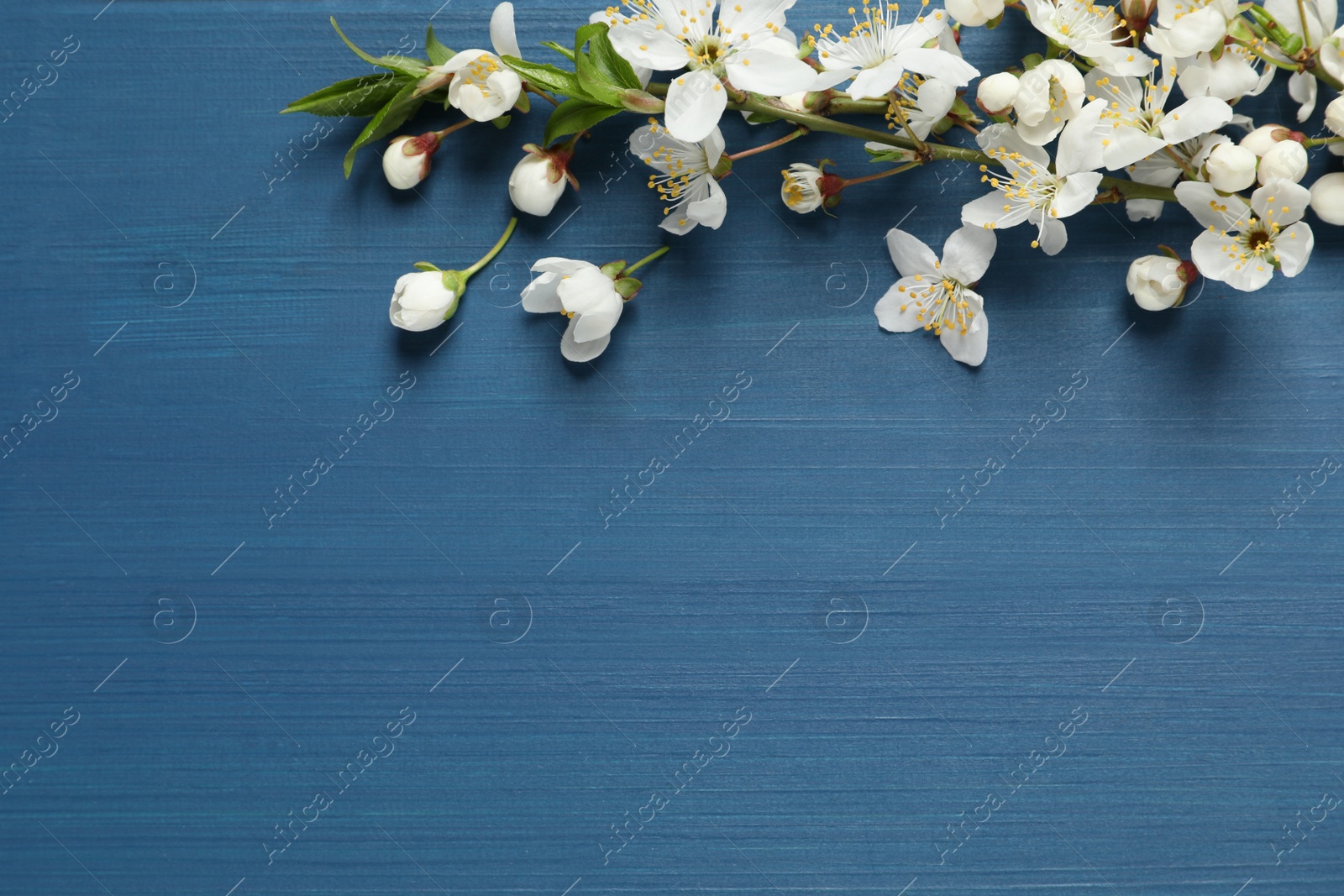 Photo of Blossoming spring tree branch as border on blue wooden background, flat lay. Space for text