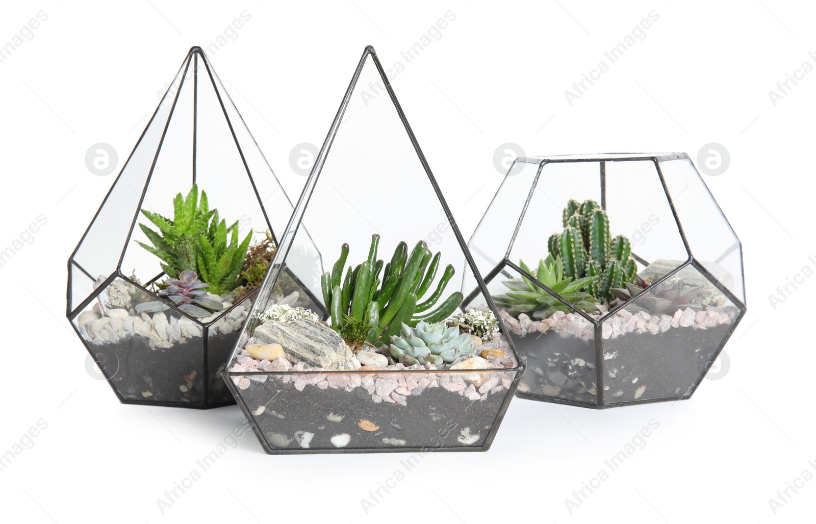 Photo of Glass florarium vases with succulents on white background