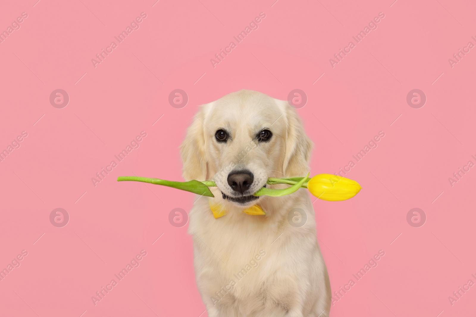 Photo of Cute Labrador Retriever dog holding yellow tulip flower on pink background