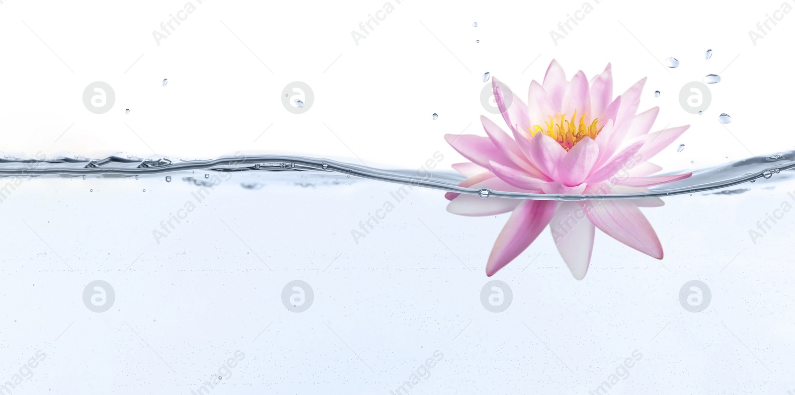 Image of Beautiful pink lotus flower on water against white background