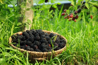 Wicker bowl with tasty ripe blackberries on green grass outdoors