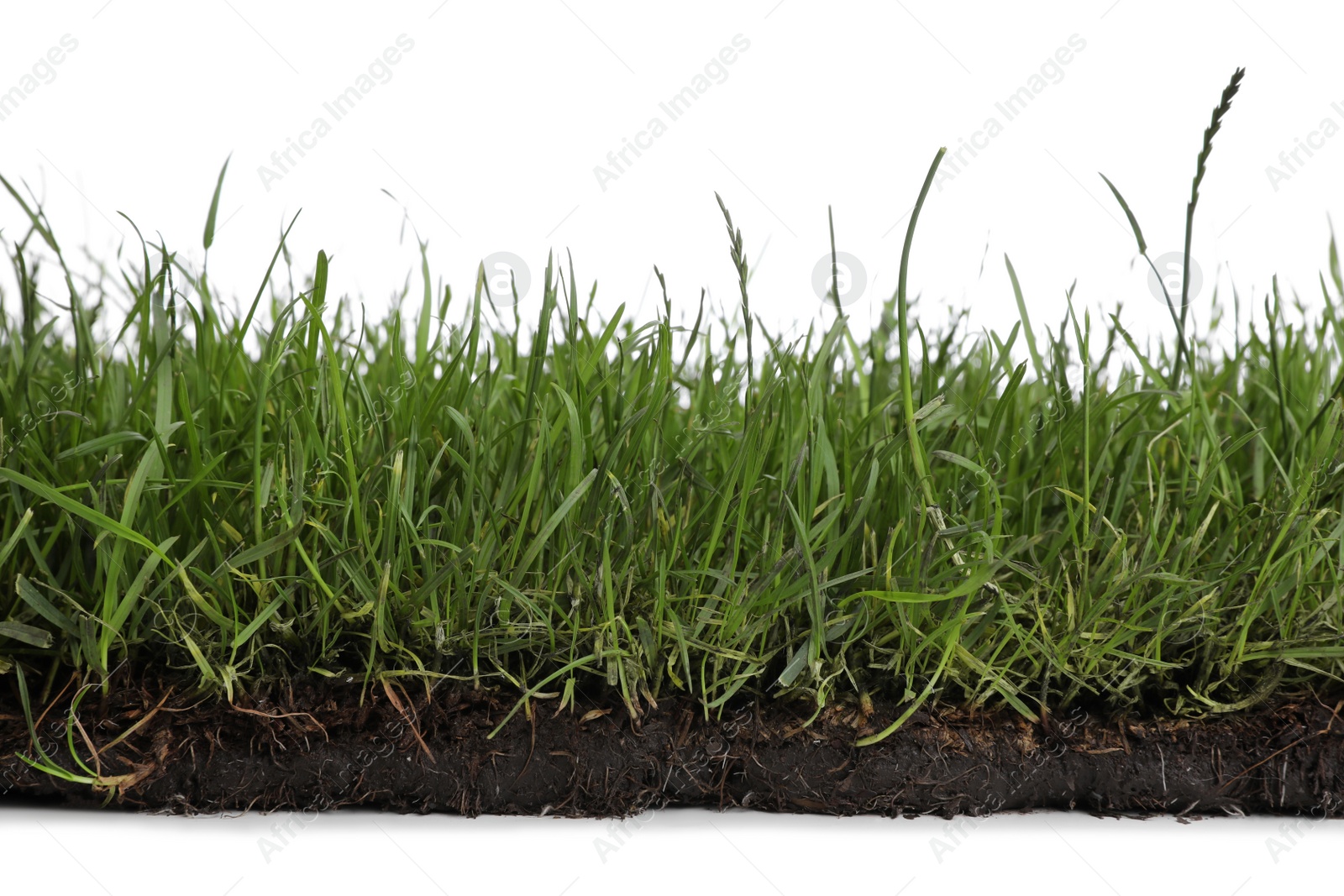 Photo of Soil with green grass on white background