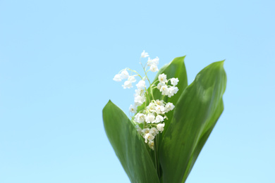 Beautiful lily of the valley flowers on light blue background, closeup