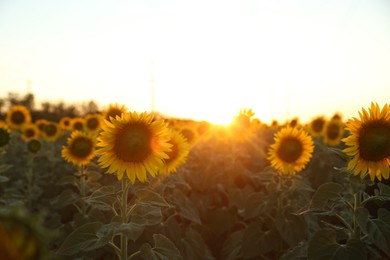 Photo of Beautiful view of field with yellow sunflowers at sunset