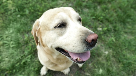 Cute Golden Labrador Retriever in green summer park, above view