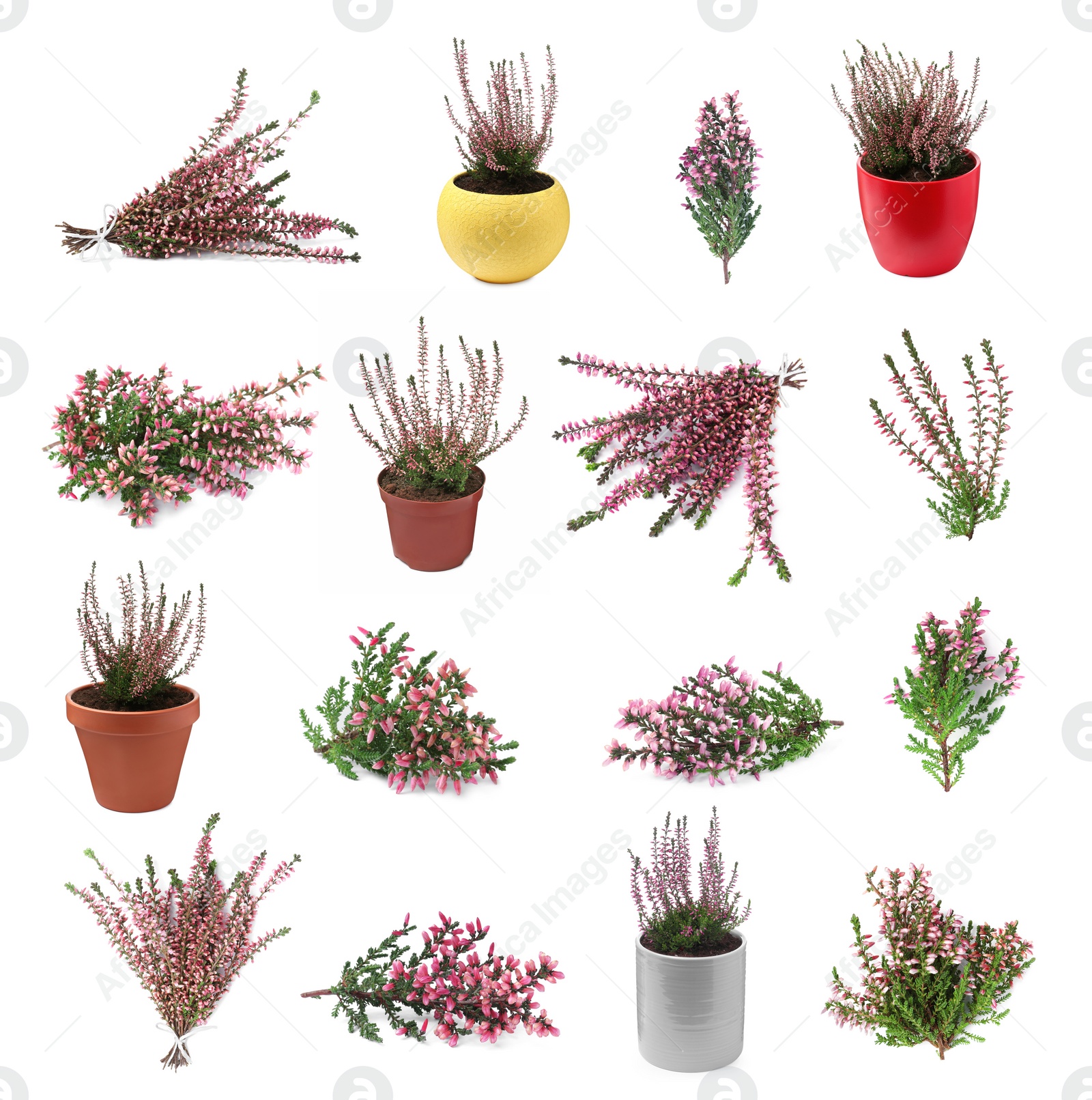 Image of Heathers with beautiful flowers on white background, collage