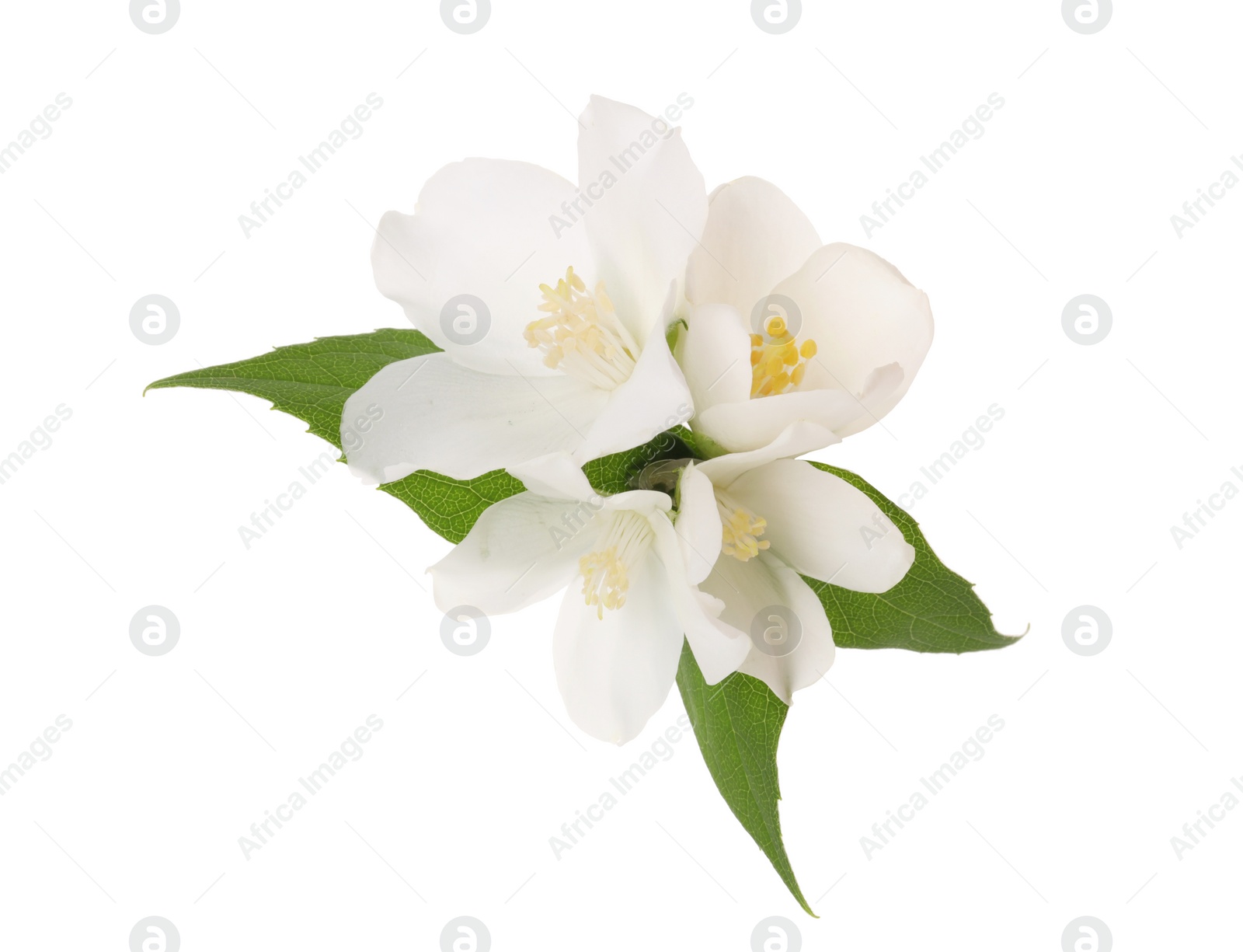 Photo of Branch of jasmine flowers and leaves isolated on white