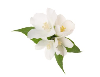 Branch of jasmine flowers and leaves isolated on white