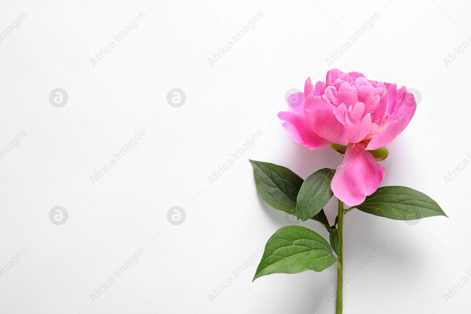 Photo of Beautiful peony flower on white background, top view