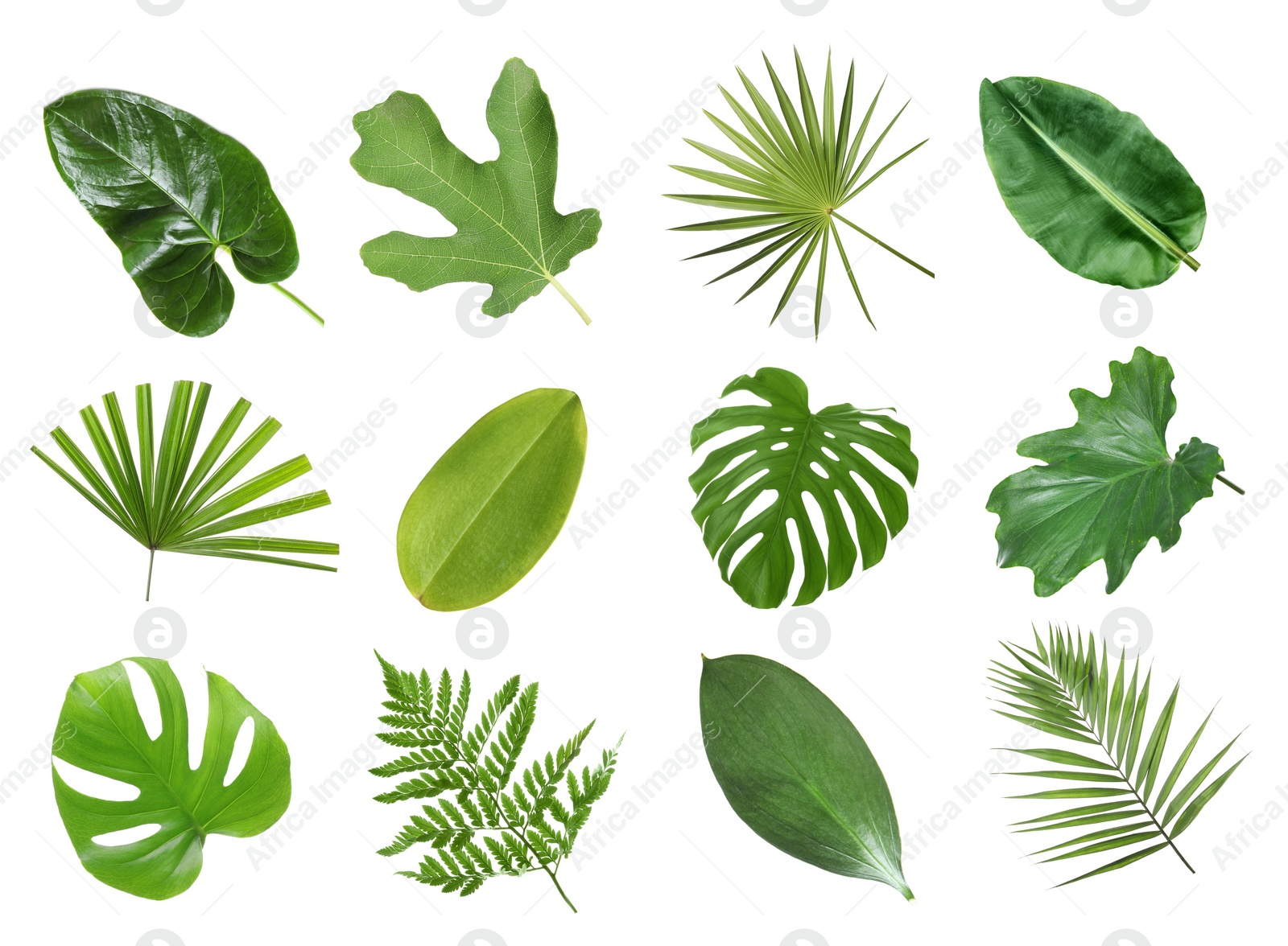 Image of Set with beautiful fern and other tropical leaves on white background