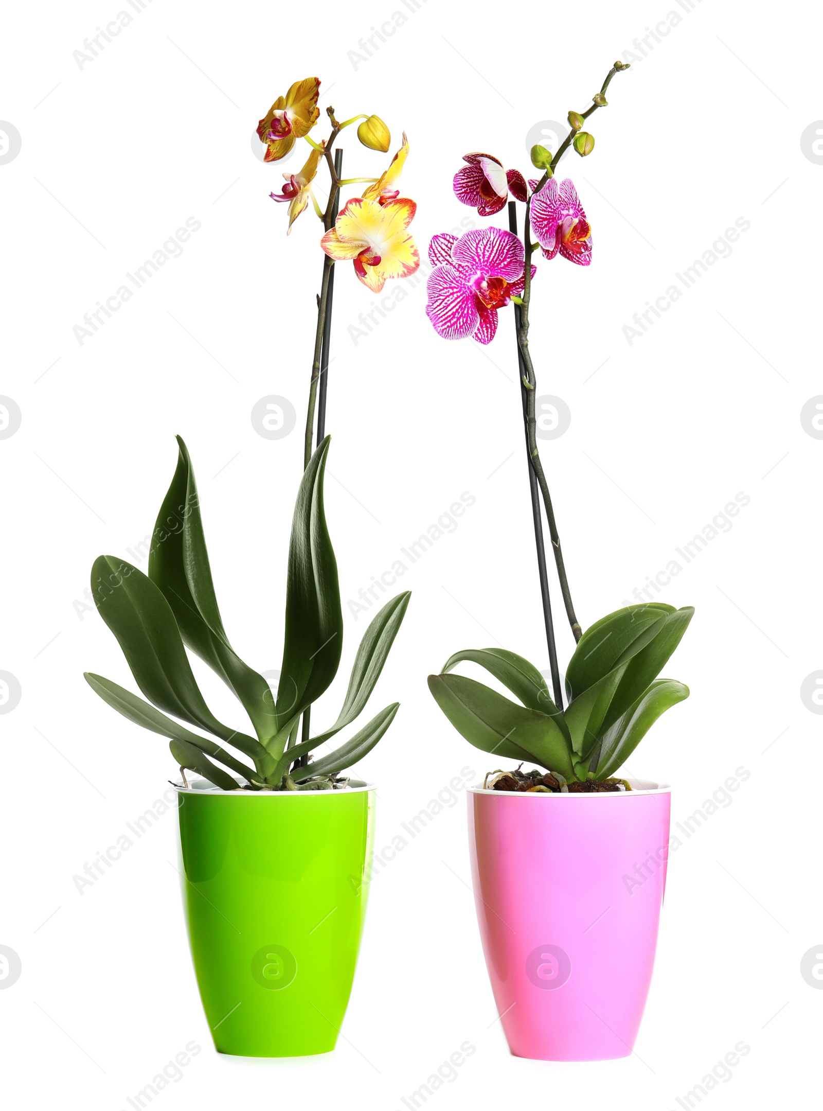 Photo of Beautiful tropical orchid flowers in pots on white background