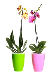 Photo of Beautiful tropical orchid flowers in pots on white background