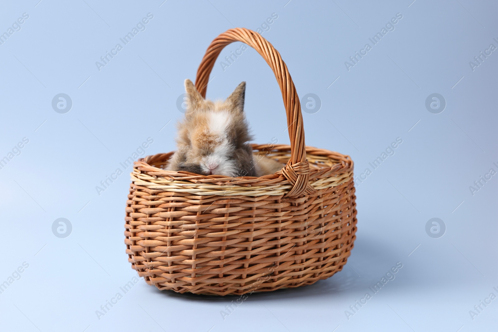 Photo of Cute little rabbit in wicker basket on light blue background