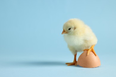 Cute chick and piece of eggshell on light blue background, closeup with space for text. Baby animal