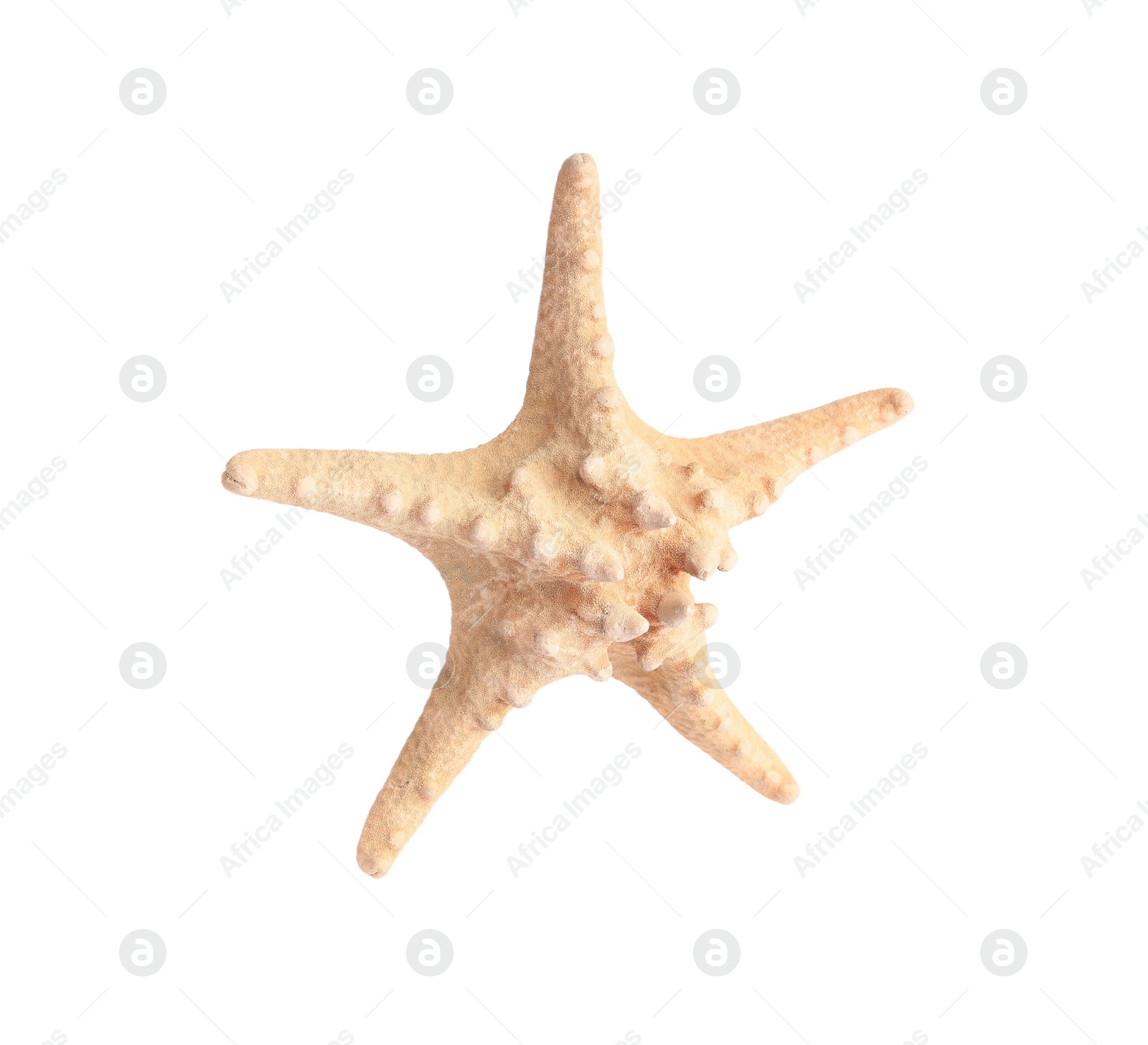 Photo of Beautiful sea star (starfish) isolated on white