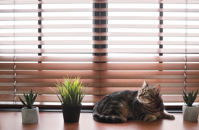 Photo of Adorable cat and houseplants on window sill at home. Space for text