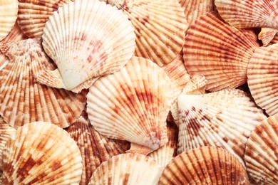 Top view of beautiful color seashells as background