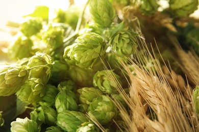 Fresh green hops and wheat spikes as background. Beer production