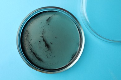 Petri dish with bacteria colony on light blue background, top view