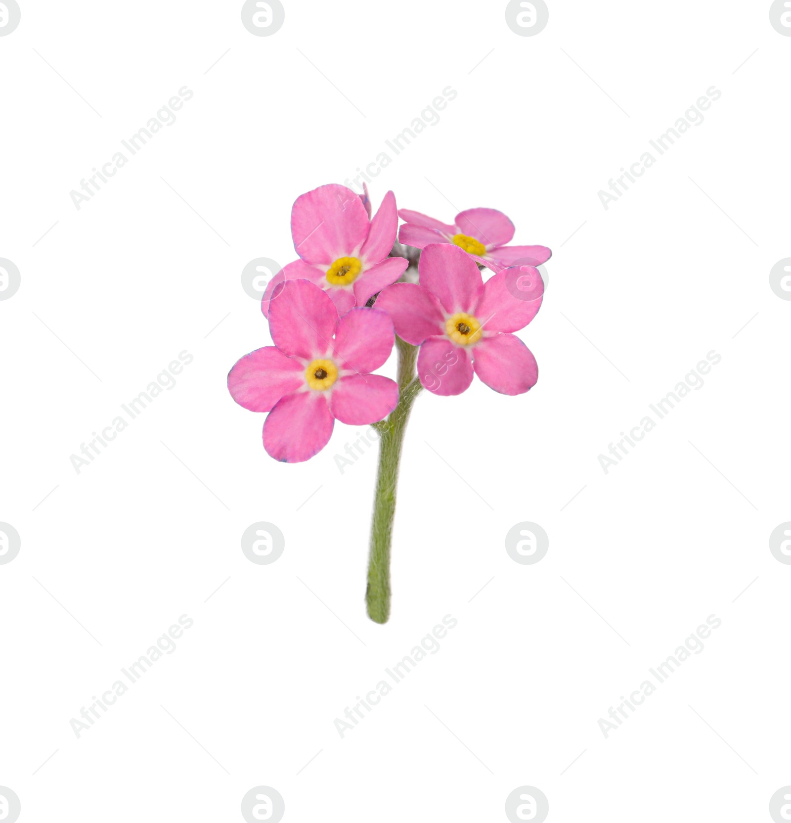 Photo of Delicate pink Forget-me-not flowers on white background