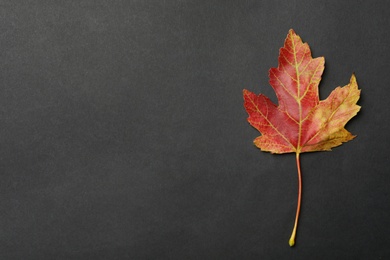 Beautiful autumn leaf on black background, top view. Space for text