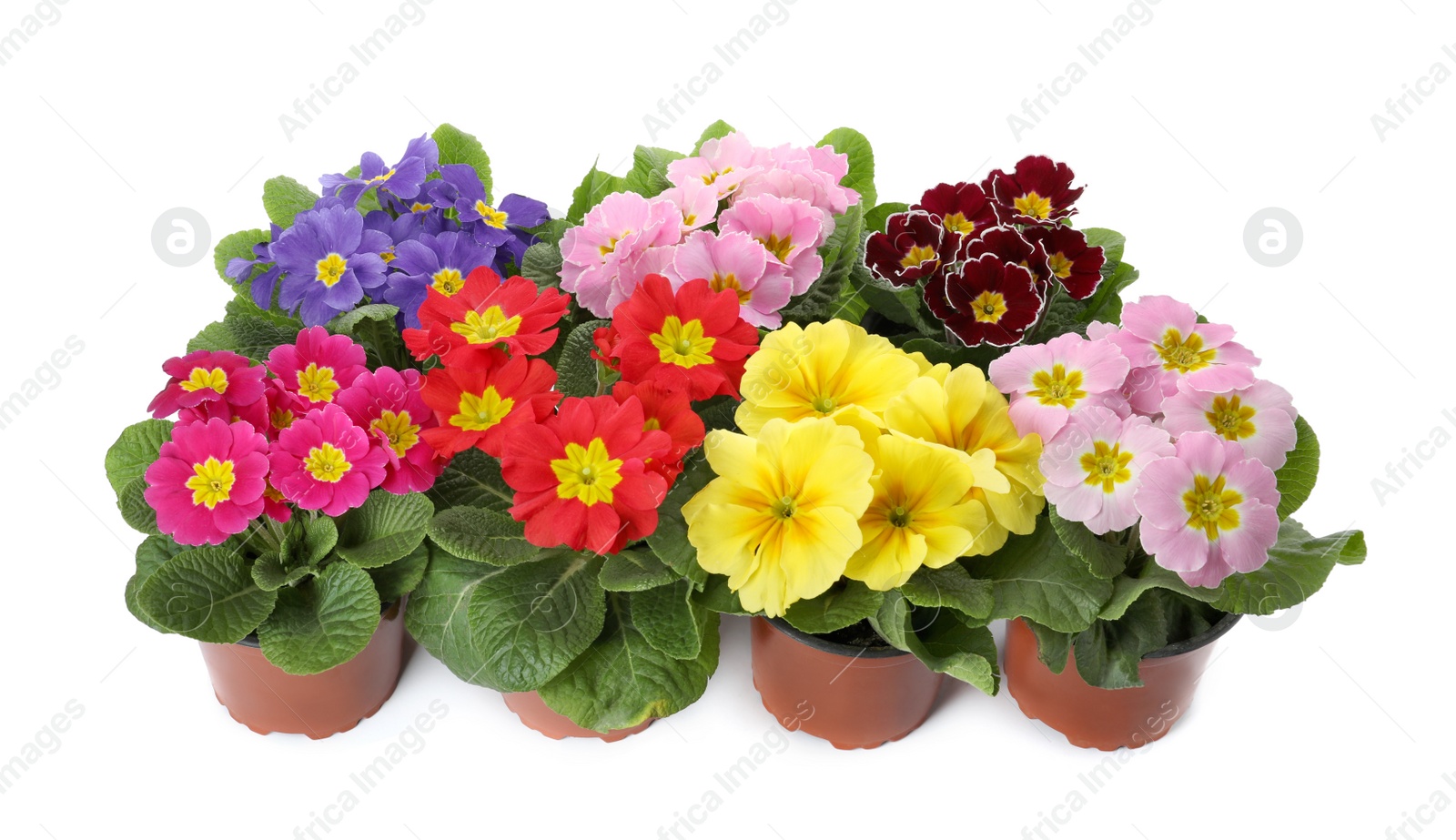 Photo of Beautiful primula (primrose) plants with colorful flowers on white background. Spring blossom