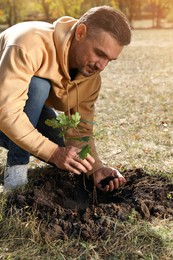 Photo of Mature man planting young tree in park on sunny day