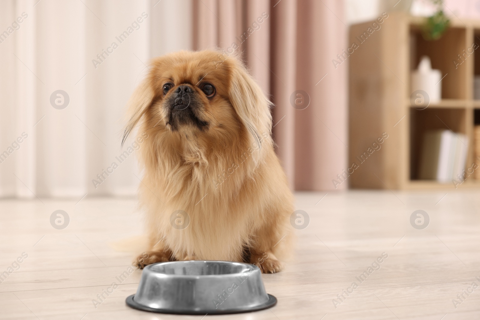 Photo of Cute Pekingese dog near pet bowl in room