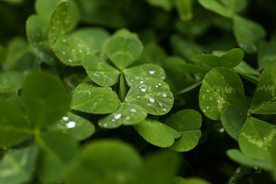 Photo of Beautiful green clover leaves with water drops, closeup