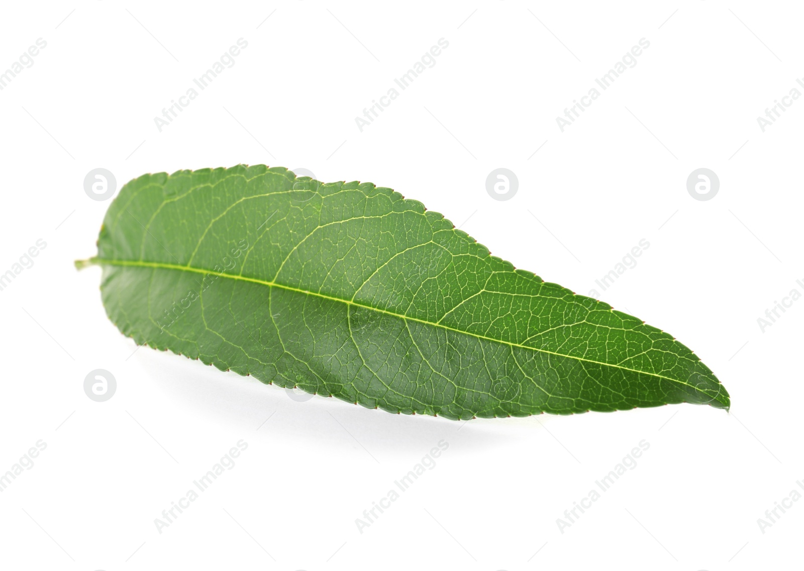 Photo of Green peach leaf on white background