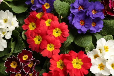 Beautiful primula (primrose) plants with colorful flowers as background, top view. Spring blossom